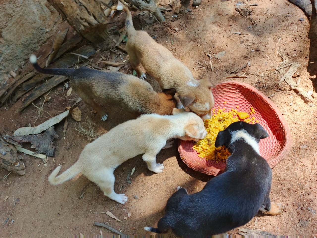 WhatsApp Image 2025-02-15 at 4.18.19 PM