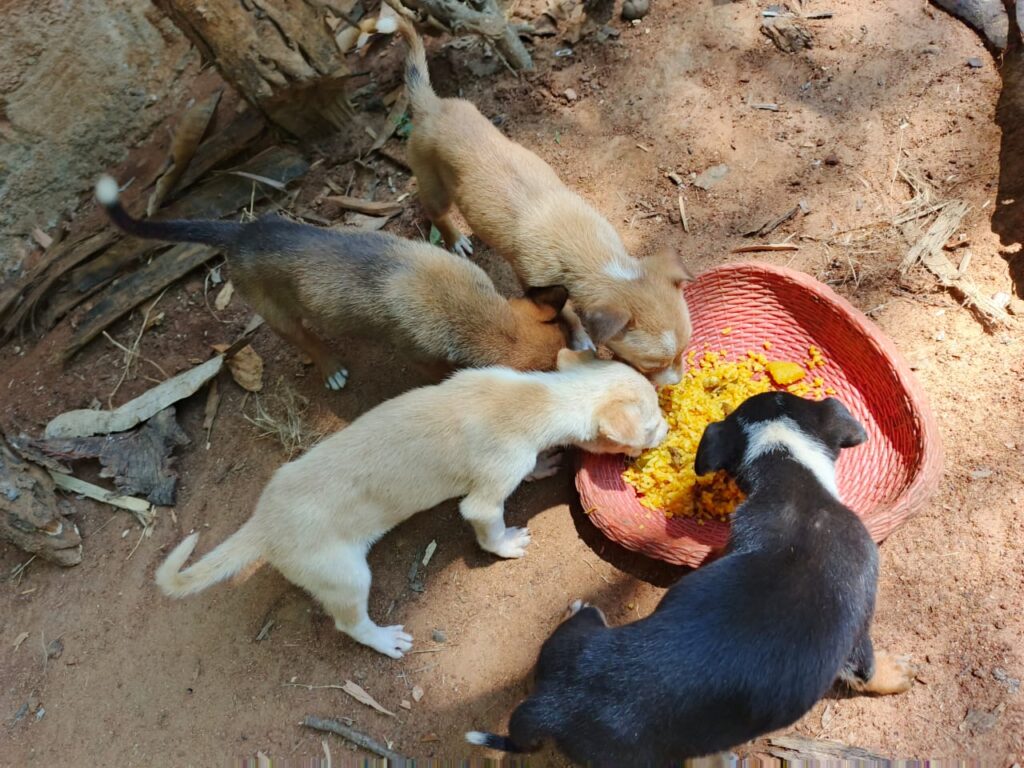 ARV vaccination and sterilization