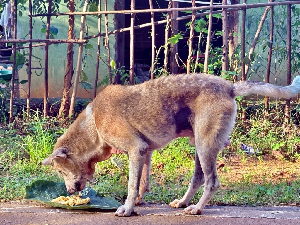 Feeding and Caring for Our Furry Friends