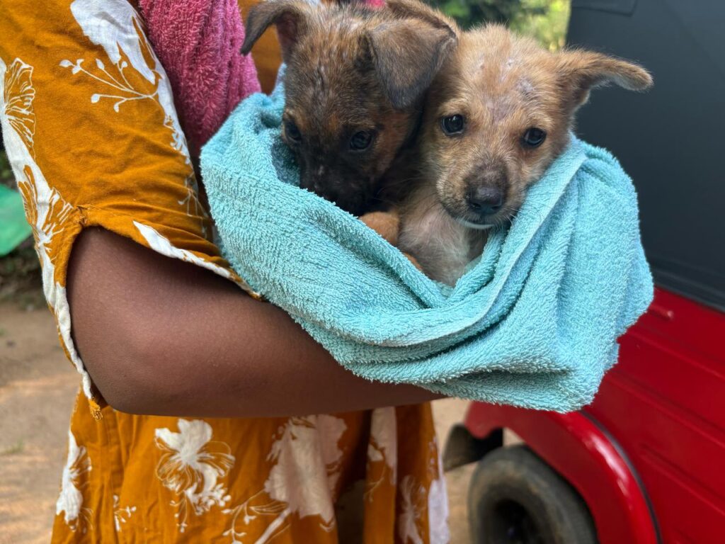 Rescuing and Caring for Street Puppies