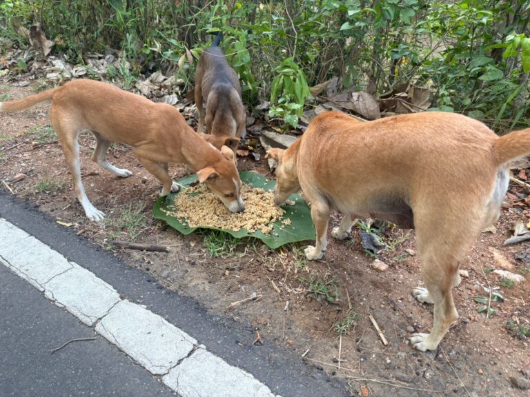 WhatsApp Image 2025-09-03 at 12.26.26 PM