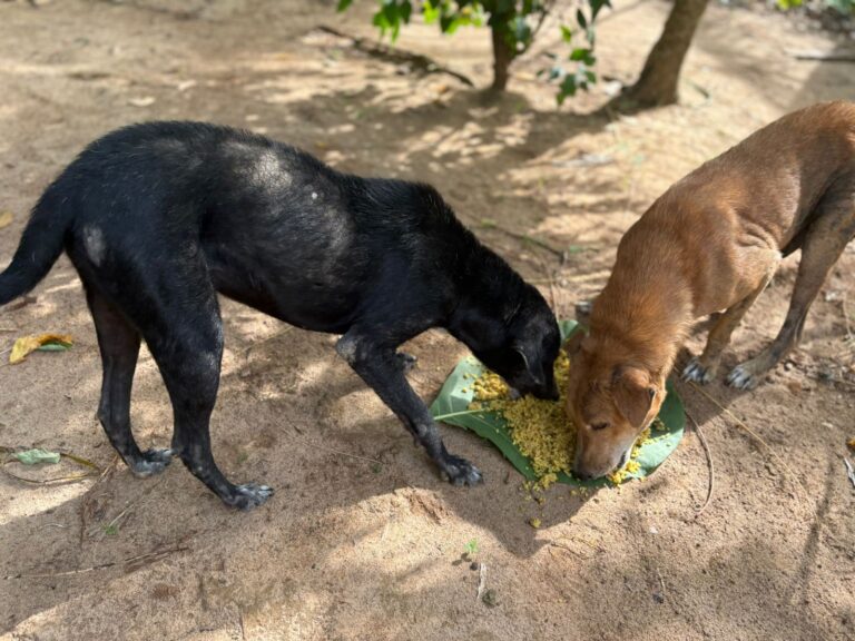 WhatsApp Image 2025-09-03 at 12.26.56 PM (2)