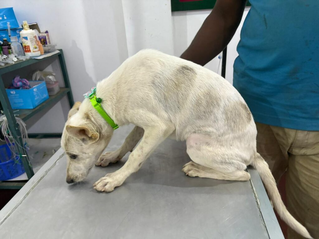 Health & Hope: Vaccination and Surgery for Rescued Dogs